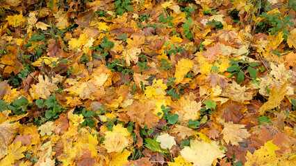 Yellow and orange oak and maple fall leaves, seasons change. Natural abstract background of fallen autumn tree leaves. Beautiful pattern with neutral colors. Minimal stylish texture, trend concept. 