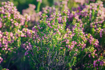 Blooming heather flowers