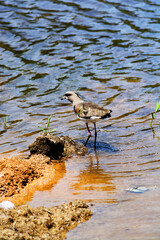 El tero (Vanellus chilensis)