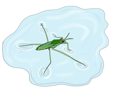 The cobbler (Gerris lacustris) is a species of Hemiptera. It glides over the water using its very long second pair of legs, while the rear pair uses it as a rudder to go in any direction