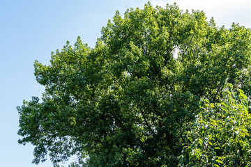 Fototapeta na wymiar Bright lush foliage of red oak Quercus rubra against a blue summer sky. Huge oak is decoration of an ornamental garden. Tallest tree in area. Summer sunny day. Clear blue sky.