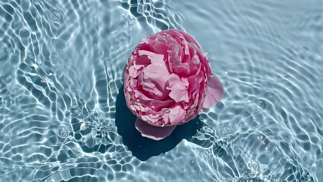 Piones flowers on water surface and of waves on blue background. Sun and shadows. Water with reflections sunlight and shadows in slow motion. Valentines day. High quality FullHD footage