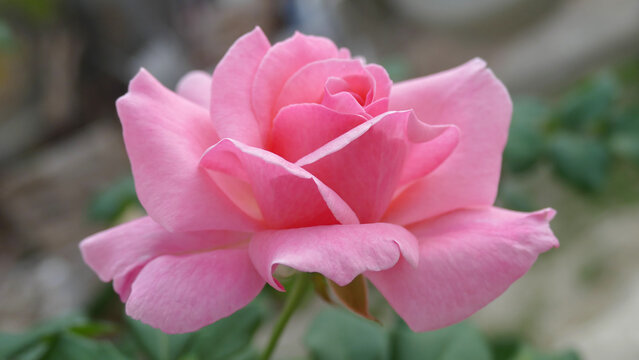 Rosa rosa
