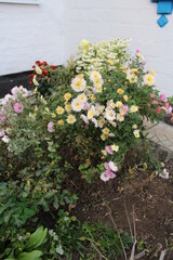 flowers in the garden