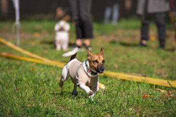 dog running in the park