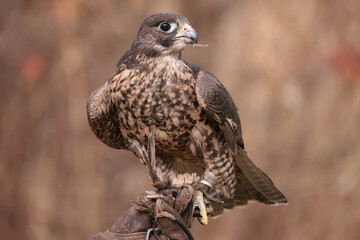 Gryfalcon/Perrigrine falcon cross being trained for falconry in late fall in Northern Ontario