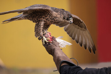 Gryfalcon/Perrigrine falcon cross being trained for falconry in late fall in Northern Ontario
