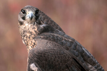 Gryfalcon/Perrigrine falcon cross being trained for falconry in late fall in Northern Ontario