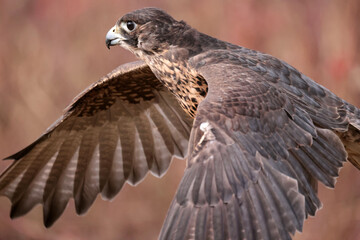 Gryfalcon/Perrigrine falcon cross being trained for falconry in late fall in Northern Ontario