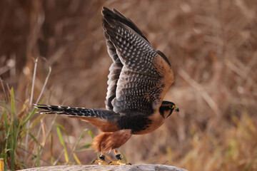 Aplomado falcon taking off and landing in flight demonstrations in Northern Ontario