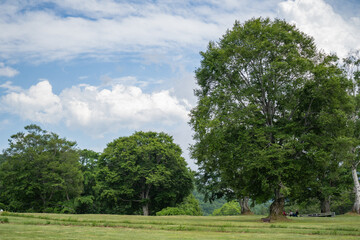 笹ヶ峰高原の草原に生える大きな木と雄大な空(7月)