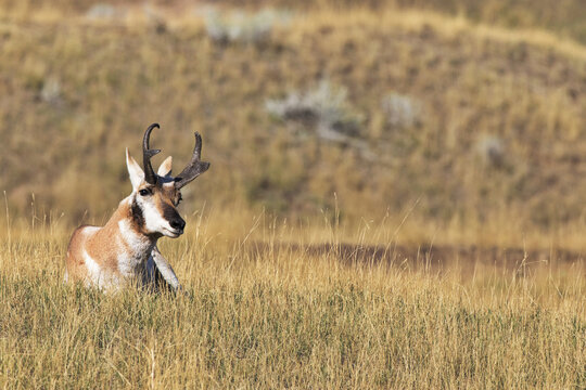 Pronghorn Antelope In Autumn Gold Grass At The Bison Range On Flathead Indian Reservation In Montana Near Charlo