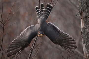Aplomado falcon flying down from trees in forest in Northern Ontario