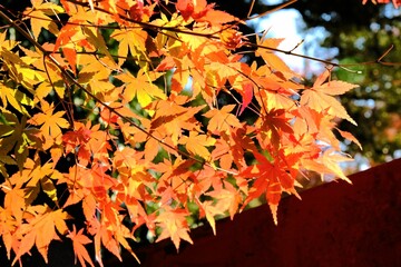 京都世界文化遺産の1つ「上賀茂神社（かみがもじんじゃ）」，絶景，秋，紅葉，名庭・文化財，京都，お寺, 風景, 旅行, 建築, 自然, 木,