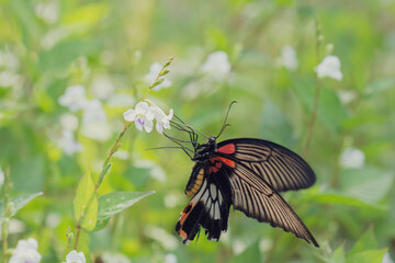 Beautiful spring nature background with butterfly and flowers in forest. Beautiful wildlife in nature.