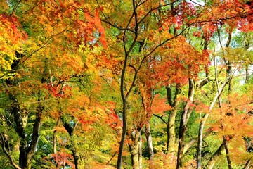 京都世界文化遺産の1つ「上賀茂神社（かみがもじんじゃ）」，絶景，秋，紅葉，名庭・文化財，京都，お寺, 風景, 旅行, 建築, 自然, 木,	