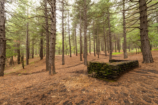 La natura lungo i pendii del vulcano Etna, Sicilia