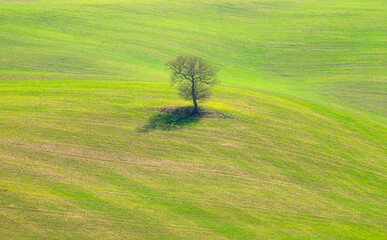 Albero sulla collina