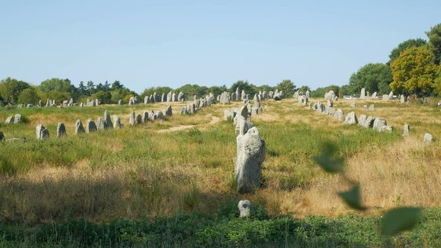 The famous menhirs and megalithes aligned in different rows in the famous archaeological site of Carnac, Brittany, France. Leaves in the foreground. Blue sky on the background.