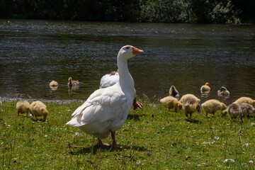 Angry goose protects goslings outdoors on a green meadow. Countryside concept, domestic goose with gosligs