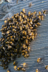 swarm of honey bees flying around beehive. Bees returning from collecting honey fly back to the hive. Honey bees on home apiary, apiculture concept