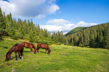 Fototapeta na wymiar Horses on a high mountain pasture.