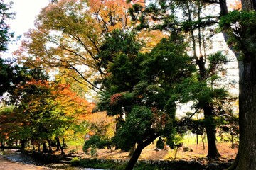 京都世界文化遺産の1つ「上賀茂神社（かみがもじんじゃ）」，絶景，秋，紅葉，名庭・文化財，京都，お寺, 風景, 旅行, 建築, 自然, 木,	