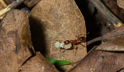 Myrmica ruginodis carrying large larva. A red ant moving a grub to safety within a disturbed nest