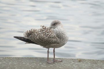 View of a seagull at a pier in Denmark