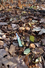 mushrooms in the forest