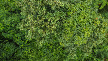 Aerial top view of green trees, texture and background,view from above. © black_J