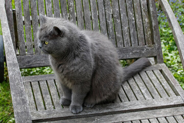 Graue britische Kurzhaar Katze beobachtet das Umfeld