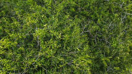 Aerial top view of green trees, texture and background,view from above.