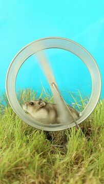 A small hamster runs very fast in a rodent wheel on a blue background and green grass. 