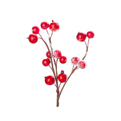 Christmas decoration red berries holly isolated on white background