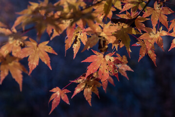 紅葉した楓の葉