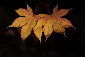 双子紅葉の葉