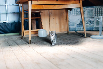 Kitten Looking at Camera
