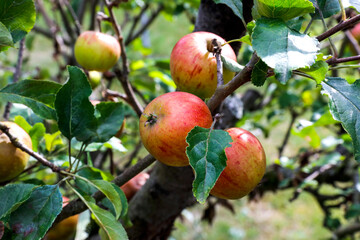 Bio Apfel Delbarestivale ganz frisch am Baum wachsend zum Herbst