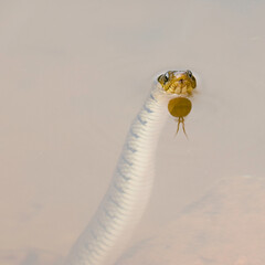 Serpent reptile dans l'eau avec langue fourchue en reflet tete hors de l'eau