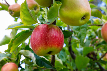 Äpfel an einem Bio Apfelbaum zur Ernte im Herbst