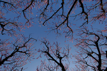 Cerisier en fleur au printemps
