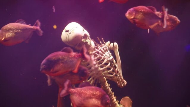 Lots of Piranhas in an aquarium, with a mock up human skeleton as decoration.