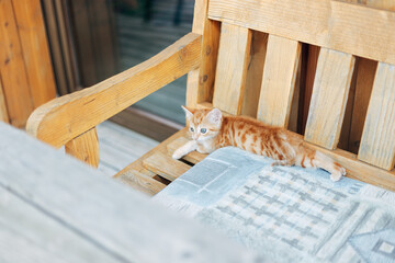 kitten indoor
