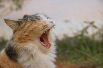 Cat yawning with mouth wide open