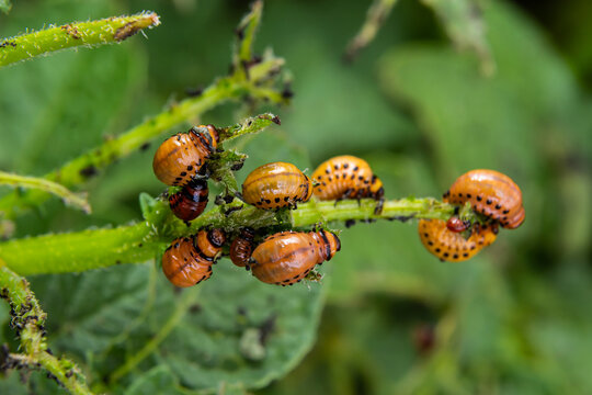 potato cultivation destroyed by larvae and beetles of Colorado potato beetle, Leptinotarsa decemlineata, also known as the Colorado beetle, the ten-striped spearman, the ten-lined potato beetle