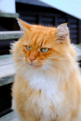 Portrait beautiful red cat sitting wooden staircase.