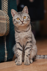 Black and white tabby cat with orange eyes. The cat is sitting on the floor near a sofa or chair.