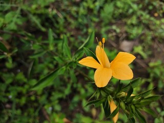 yellow flower