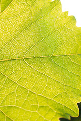 Vigne de vin français avec grappe et gros plan